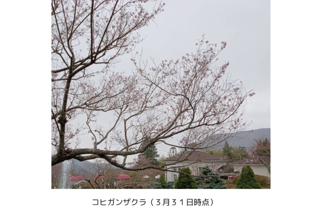 箱根強羅公園の「春」をお届け